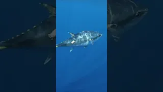 Wild bluefin tuna