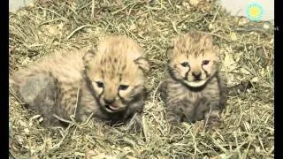 Cheetah Cubs Born at Smithsonian's National Zoo!