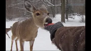 Ep. 23: Winter With My Amazing Deer Friends! 2019