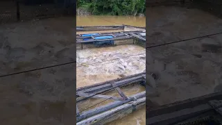 Budidaya Ikan Mas Di Keramba Jaring Apung Sungai