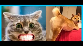 14,5 Minutes Straight of Cute TikTok Pets