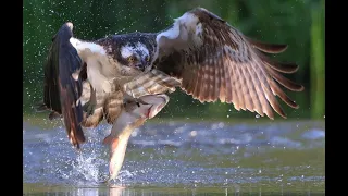 Wild Animals - An osprey fishing in spectacular super slow motion - Animals CN