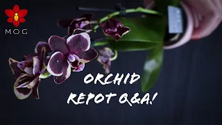 Repotting new Mini Phalaenopsis & Q&A! - Orchid Care for Beginners