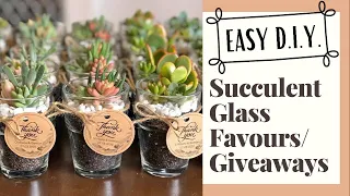 Easy DIY Succulent Glass Favours/ Giveaways/ Souvenirs