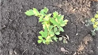 Выращивание любистока из семян, практический опыт.