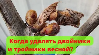 Весенние заморозки. Когда удалять двойники на лозах? Spring Frosts. When to remove twins on vines?