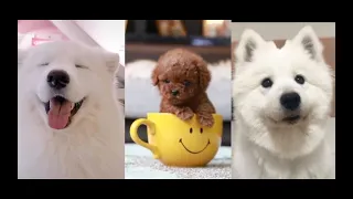 😍Cute dogs and Cats🐶 Funny Animal Videos Compilation😁 Adorable Baby Animals🐣Pomeranian puppy