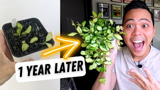 plant updates 💚 Hoyas - 1 year later | where are they now?