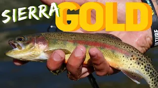 HIGH SIERRA Hiking for GOLDEN TROUT!