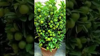 How to propagate lemon tree#shorts #youtubeshorts #plants #garden #lemon #orange #tree