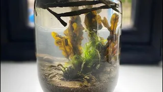 Saltwater Ecosphere From Haunted Castle Beach (Life in Jars A Self Sustaining Ecosystem/Jarrarium)