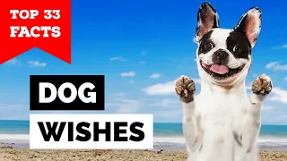 33 Things Your Dog Wishes You Knew