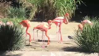 SAN DIEGO ZOO FLAMINGOS Reflection in the Pond HD 1080p