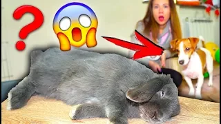 СОБАКА И КРОЛИК РЕАКЦИЯ НА ЗНАКОМСТВО ЛИЗУН И ДЖИНА | Elli Di Pets