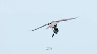 SONY A1 Impressive Peregrine Hunt 2207 08