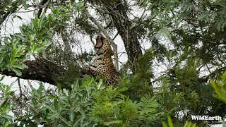 WildEarth - Sunrise Safari -  28 February 2024