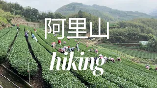 a spring in taiwan alishan mountain | oolong tea plantation.eryanping trail