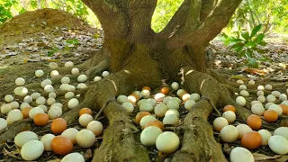 WOW WOW! Recently I found a lot of duck eggs at the base of the tree as well as elsewhere