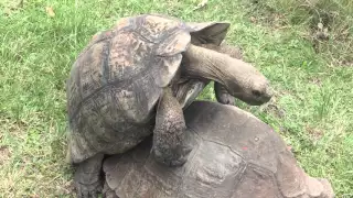 Hot Tortoise Mating