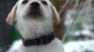 Этот щенок впервые увидел снег
