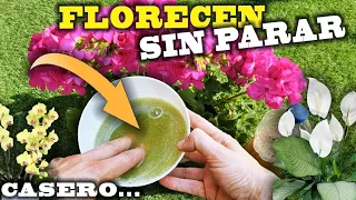 MAS FLORES y MÁS GRANDES con el Abono Casero MÁS FÁCIL de elaborar