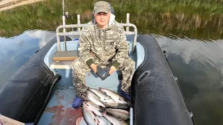 ГОРБУША . Рыбалка продолжается / PINK . Fishing continues