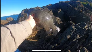 Land based rock fishing for drummer and bream