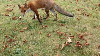 Fox is scared of my camera