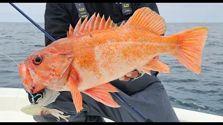Nonstop Shallow Water Light Tackle Rockfish in California! 103 Fish Caught!