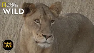 Safari Live - Day 374 | Nat Geo Wild