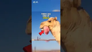 This is why camels grow balloons in their mouth | Stori #shorts