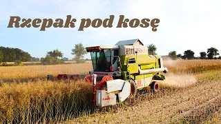 🇵🇱Rzepak pod kosę🔥Claas Dominator 88 SL Maxi & John Deere 6105RC🔥Lipiec 2023