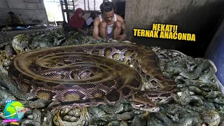 Ngerii !! Pria Bali Ini Sukses BETERNAK ANACONDA AMAZON, Hasilkan Ratusan Ekor! Panji Petualang Vlog