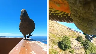 A Parrot Stole This New Zealand Family’s GoPro And Flew Off With It, Filming Some Incredible Footage