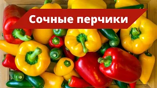 ПЕРЦЫ СЛАДКИЕ КАК МЕД | Обзор урожая сладкого перца