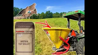 It's THAT Easy | Planting Brown Top Millet for Doves | Dove Farming 2024