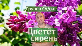 САДко   Цветёт сирень Клондайс кавер