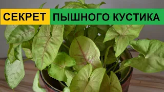 Формирование пышного куста комнатных растений на примере сингониума