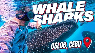 Swimming with Whale Sharks in Oslob Cebu