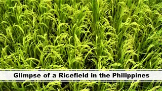 Glimpse of a Ricefield in the Philippines