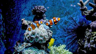 Oceanscapes & Underwater Animals | 12 Hours | Relaxing Music to Relieve Stress, Anxiety & Depression