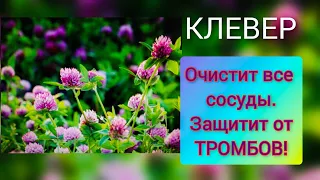 Красный клевер: лечебные свойства. Рецепт чая, который защитит сосуды от тромбов и атеросклероза!