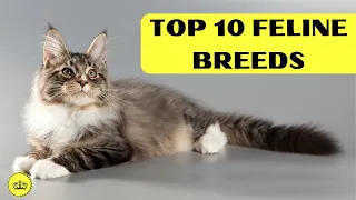 Discover the Top 10 Most Popular Cat Breeds in the World!