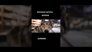 ВЕЛИКИЕ ЦИТАТЫ ВОЛКОВ 🐺 #юмор #волк #top