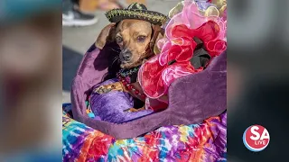 Fiesta Pooch Parade launches costume contest | SA Live | KSAT 12