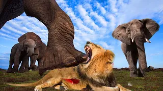 Elephant Show Strength! Mother Elephant Madly Kills The Lions To Avenge The Death Of The Baby