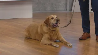 Decoding dog DNA tests | CBS 8 puts the canine DNA test to the test