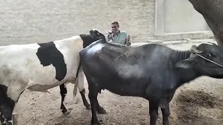 Cow natural mating video|cow videos|cow dance|#cowfight