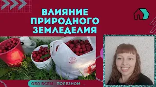 ПРИРОДНОЕ ЗЕМЛЕДЕЛИЕ. КАК ПОВЛИЯЛА НА СЛИВЫ МУЛЬЧА. ОРГАНИЧЕСКОЕ ЗЕМЛЕДЕЛИЕ.