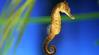 Seahorses